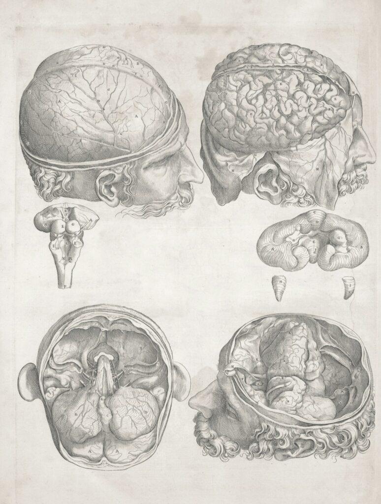 Brains