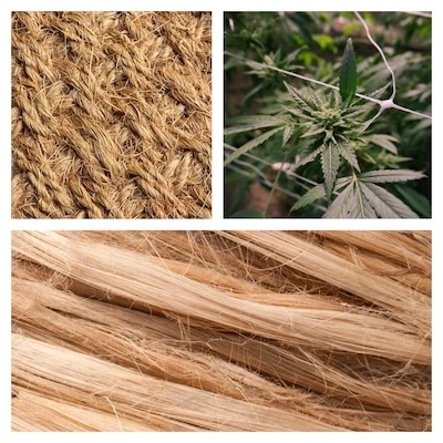 hemp