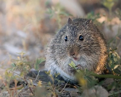 mouse