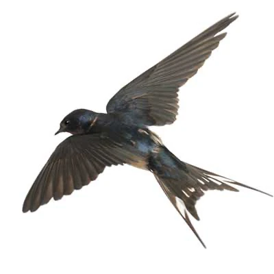 swallow